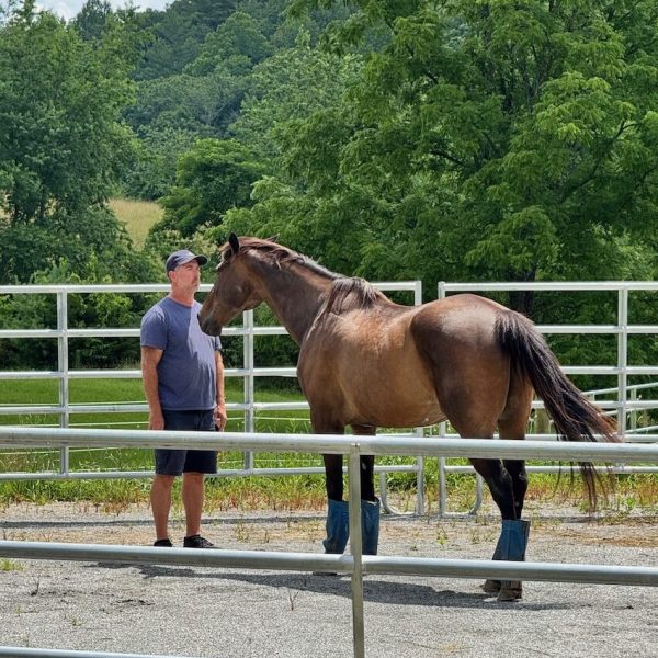Man working with horse in round pen